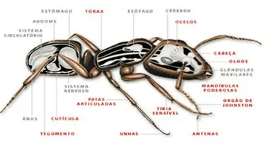 formigas-cleantec