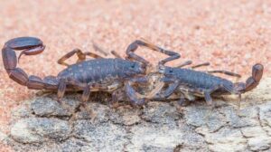 Brasil-registra casos de picada de escorpiões